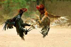COCK_FIGHT1