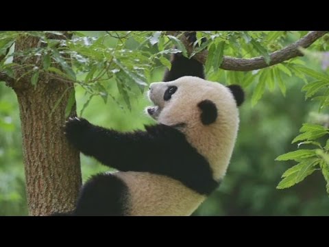 Panda cub gets shock of her life