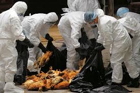 Bird flu alert in Telangana, AP.