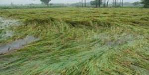 Unseasonal heavy rain damages crops in Andhra, Telangana, UP, MP