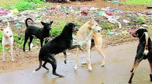 Six-year-old girl attacked by street dogs and died in Guntur