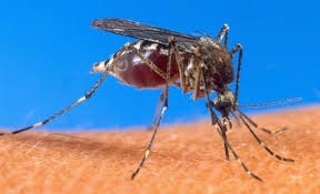 Consuming viagra may prevent malaria transmission : study