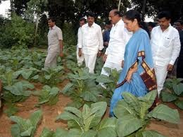 Buy tobacco from farmers : Union Minister Nirmala Sitharaman