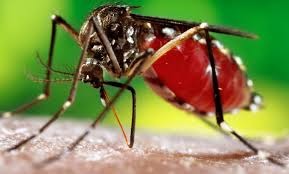 Six-year-old girl dies of dengue in Hyderabad