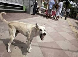 Stray Dogs attacked 20-month-old boy in Vizag